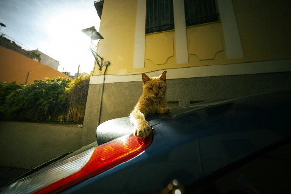 Cat in car